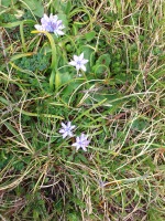 Vignette Scille d'automne (2).jpeg 