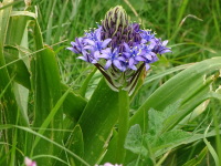 Vignette Scille du Pérou (4).jpeg 