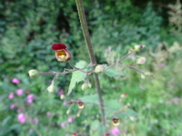Vignette Scrofulaire noueuse (Scrophularia nodosa).jpeg 