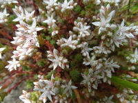 Vignette Sedum.jpeg 