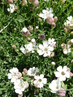 Vignette Silène enflé (Silene vulgaris).jpeg 