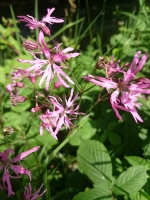Vignette Silène fleur de coucou.jpeg 