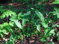 Vignette Tordo, Muguet (Convallaria majalis) (1).jpeg 