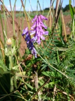 Vignette Vesce à feuilles grêles.jpeg 
