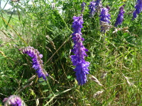Vignette Vesce cracca (Vicia cracca) (1).jpeg 