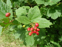 Vignette Viorne obier (Viburnum opulus) (2).jpeg 