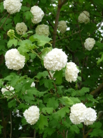 Vignette Viorne obier (Viburnum opulus).jpeg 
