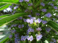 Vignette Viperine des Canaries (Echium Pininana) (1).jpeg 