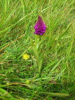 Vignette 01++Orchis pyramidal.jpeg 