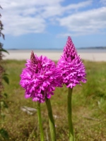 Vignette 02++Orchis pyramidal.jpeg 