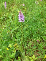 Vignette 05++Orchis pyramidal.jpeg 