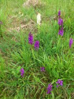 Vignette 06++Orchis d'Occitanie.jpeg 