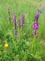 Vignette 09++Orchis mâle.jpeg 