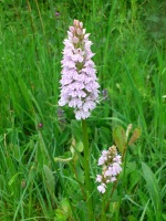 Vignette 12++Orchis de Fuchs.jpeg 