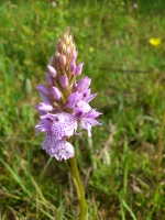 Vignette 14++Orchis de Fuchs.jpeg 