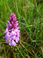 Vignette 15++Orchis de Fuchs.jpeg 