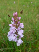 Vignette 20++Orchis maculé.jpeg 