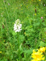 Vignette 21++Orchis maculé.jpeg 