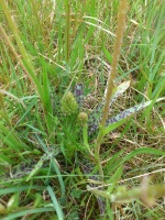 Vignette 22++Dactylorhize à larges feuilles.jpeg 