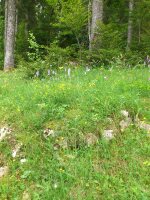 Vignette 24++Orchidees.jpeg 