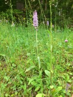 Vignette 25++Orchidees.jpeg 