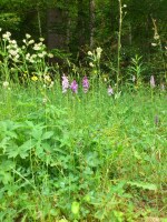 Vignette 27++Orchidees.jpeg 