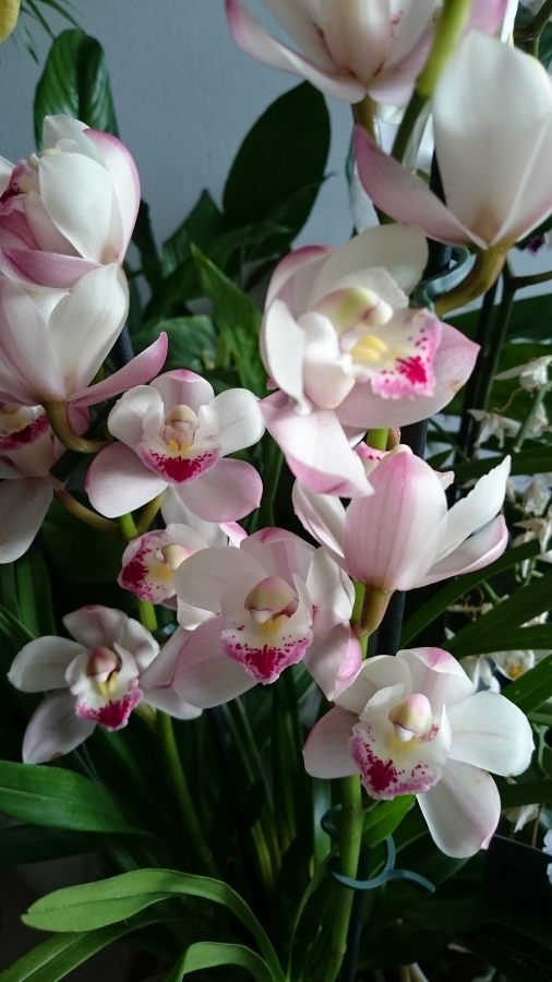 Diapositive 03++Orchidées.jpeg 