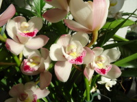 Vignette 08++Orchidées.jpeg 