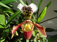 Vignette 14++Orchidées.jpeg 