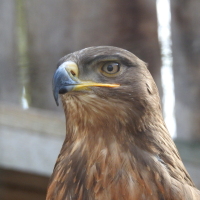 Ouvrir la sous-galerie Jurafaune 
