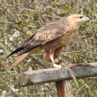 Vignette 02++Jurafaune.jpeg 