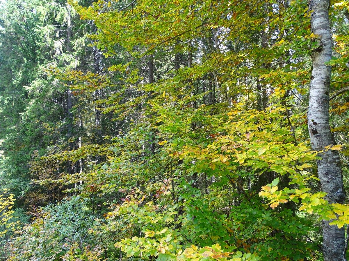 Diapositive 47++Lac de Lamoura.jpeg 