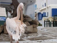 Vignette 10++Mykonos.jpeg 