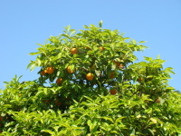 Vignette 38++Le Mont Palatin.jpeg 