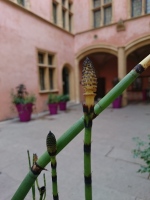 Vignette 15++Vieux Lyon.jpeg 